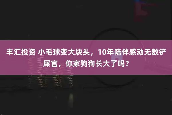 丰汇投资 小毛球变大块头，10年陪伴感动无数铲屎官，你家狗狗长大了吗？