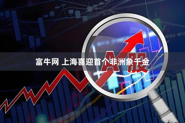 富牛网 上海喜迎首个非洲象千金
